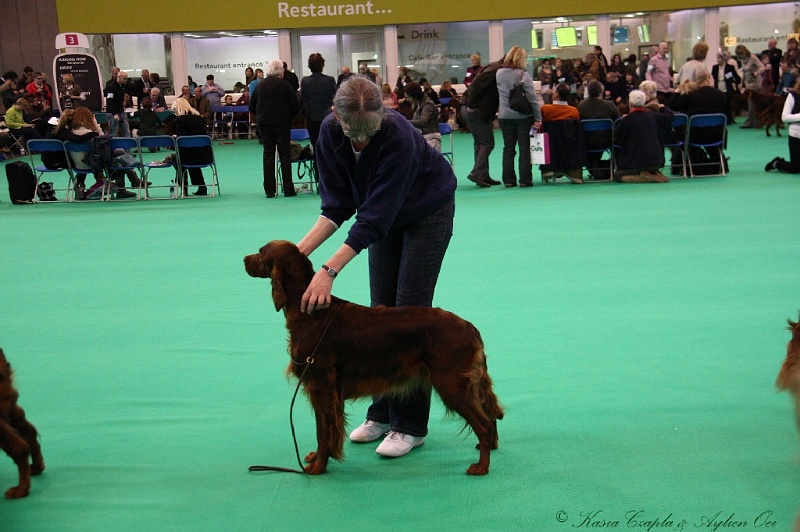 Crufts2011 351.jpg